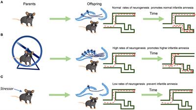 Is There a Role of Epigenetically Inherited Neurogenesis on Infantile Amnesia? Commentary: Intergenerational Transmission of the Positive Effects of Physical Exercise on Brain and Cognition